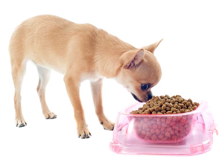 Рекомендации: чем кормить взрослого той-терьера и щенка