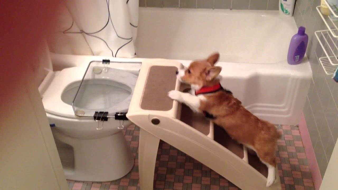Как приучить щенка ходить в туалет в положенном месте: правила и инструменты