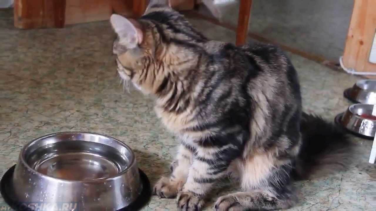 Почему кошка не пьет воду – причины, опасность, рекомендации