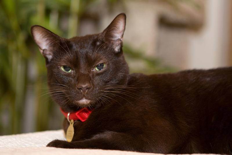 Стандарт породы кошек гавана браун. (havana brown)