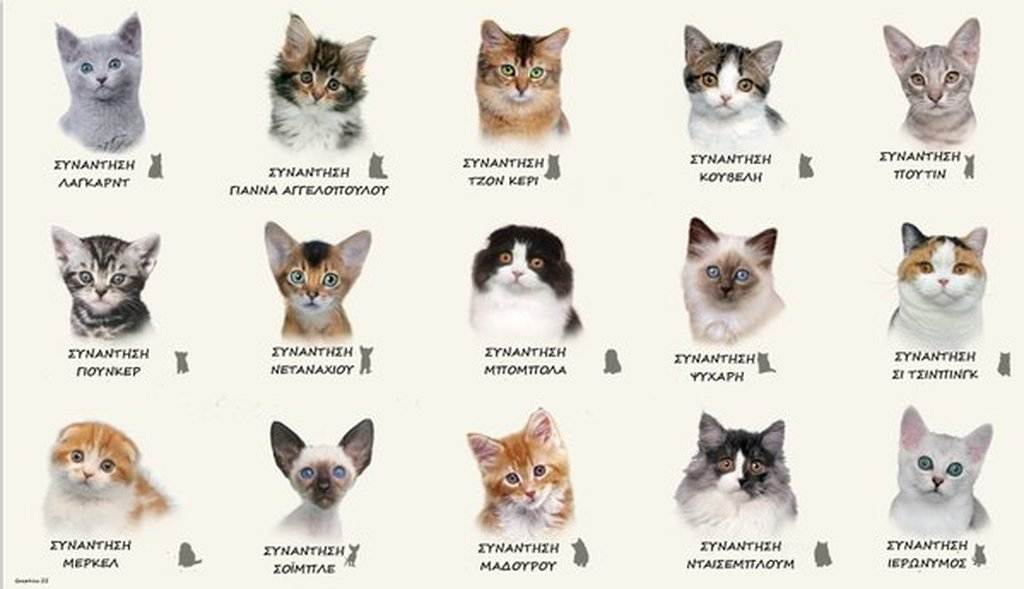Как определить породу кошки - энциклопедия про кошек и собак