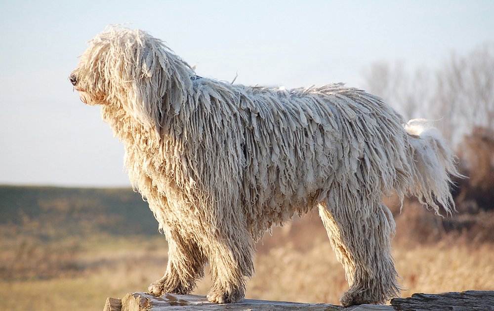 Комондор собака. описание, особенности, уход и цена породы комондор | sobakagav.ru