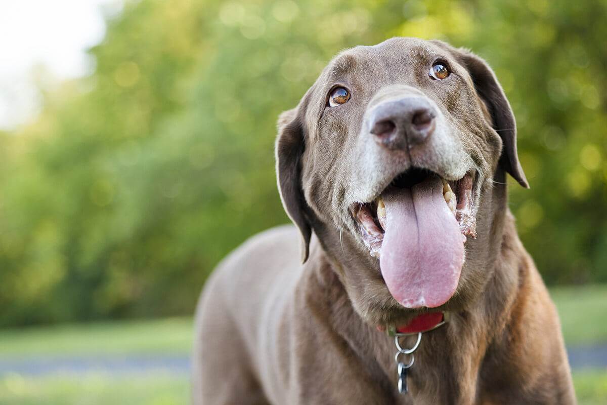 Почему собаки дышат ртом?