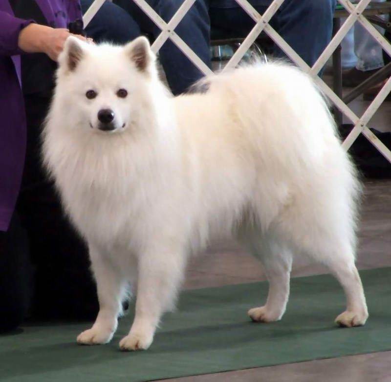 Основные сведения об американских эскимосских шпицах: размеры, внешний вид собаки