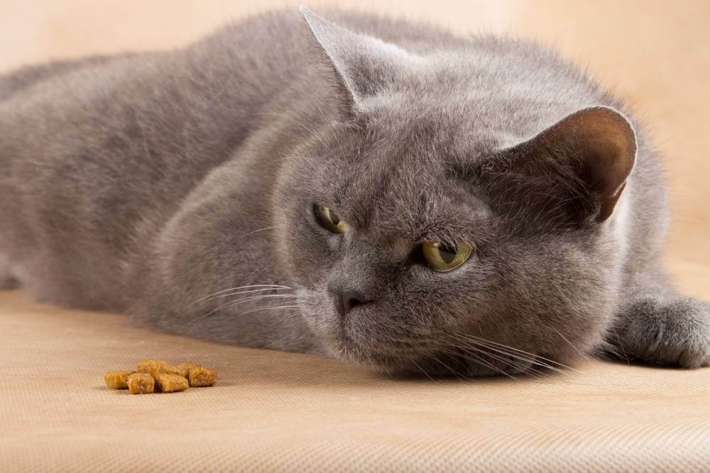 Почему кот не ест: основные причины, как помочь, когда нужна помощь ветеринара