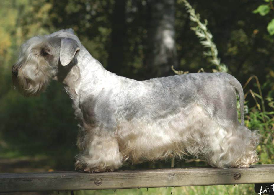 Чешский терьер описание породы, характера, особенностей разведения и характера, стандарт породы собак.