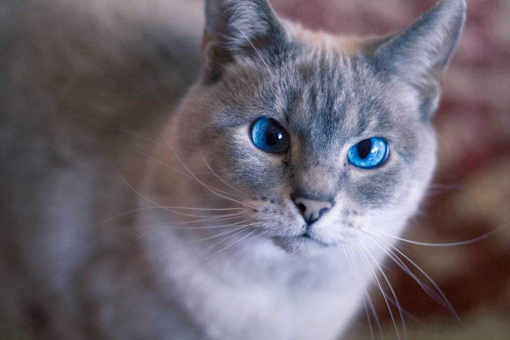 Породы кошек с голубыми глазами: топ10 с фото и названиями
