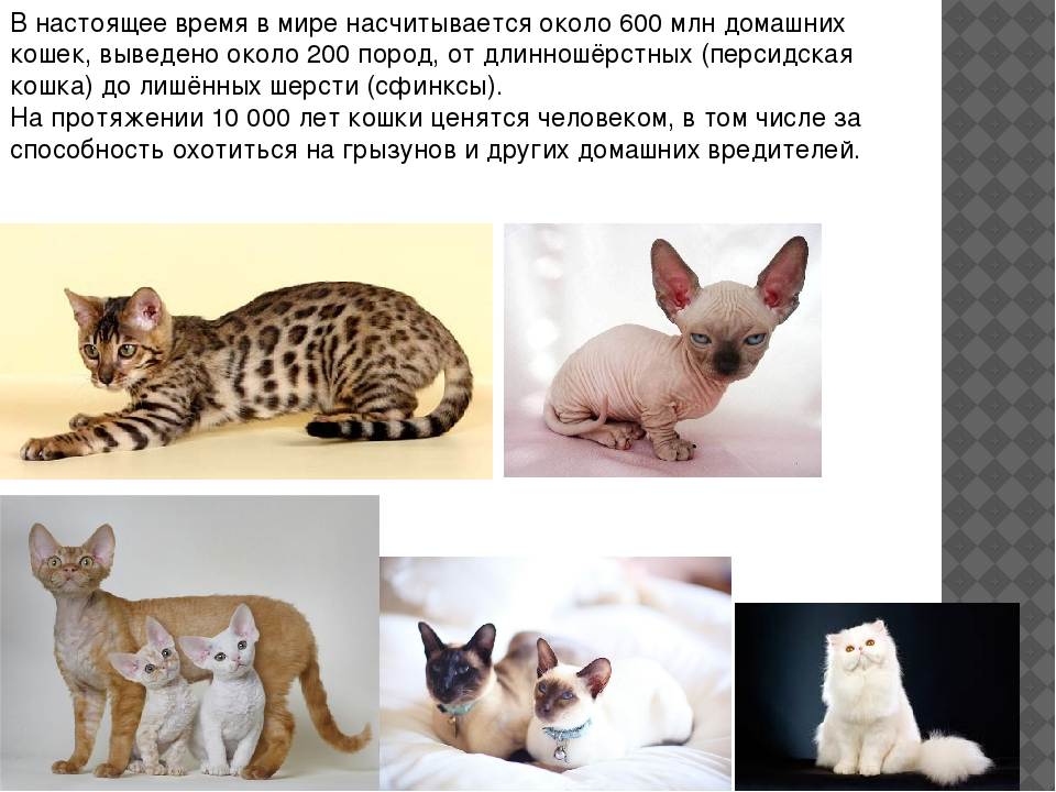 Кошка с кисточками на ушах: порода, фото | дикая и домашняя, большая