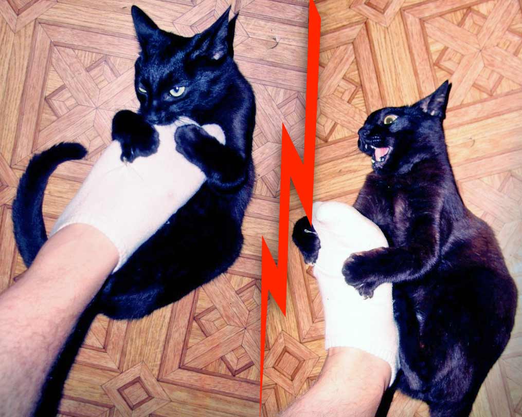 Как отучить кошку царапаться и кусаться | руки, ноги