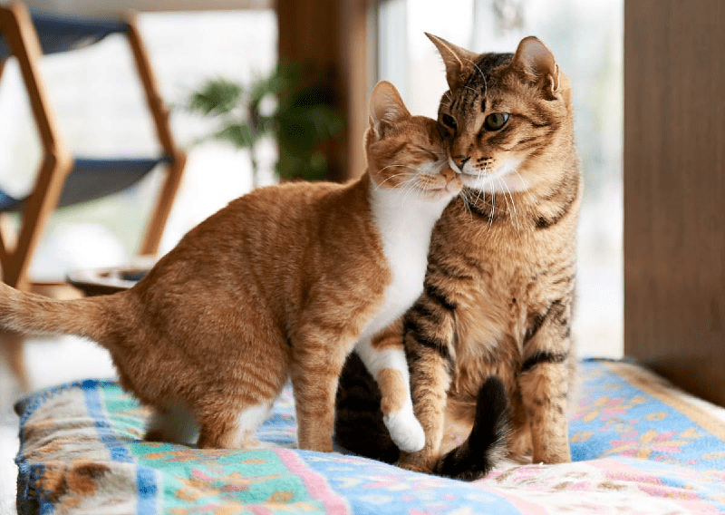 Как познакомить кошку с другими животными в доме
