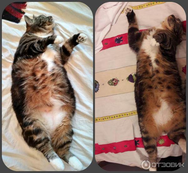 Кошка похудела. что делать? | нвп «астрафарм»