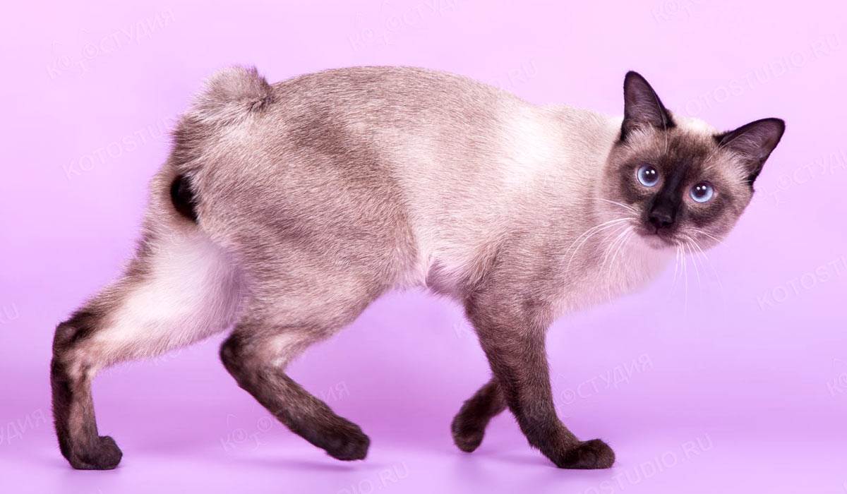 Меконгский бобтейл. кошка с коротким хвостом. сиамский бобтейл.тайская кошка. - мир кошек