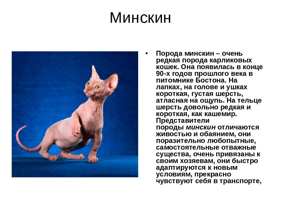 Всё о породе кошки минскин: особенности содержания и разведения