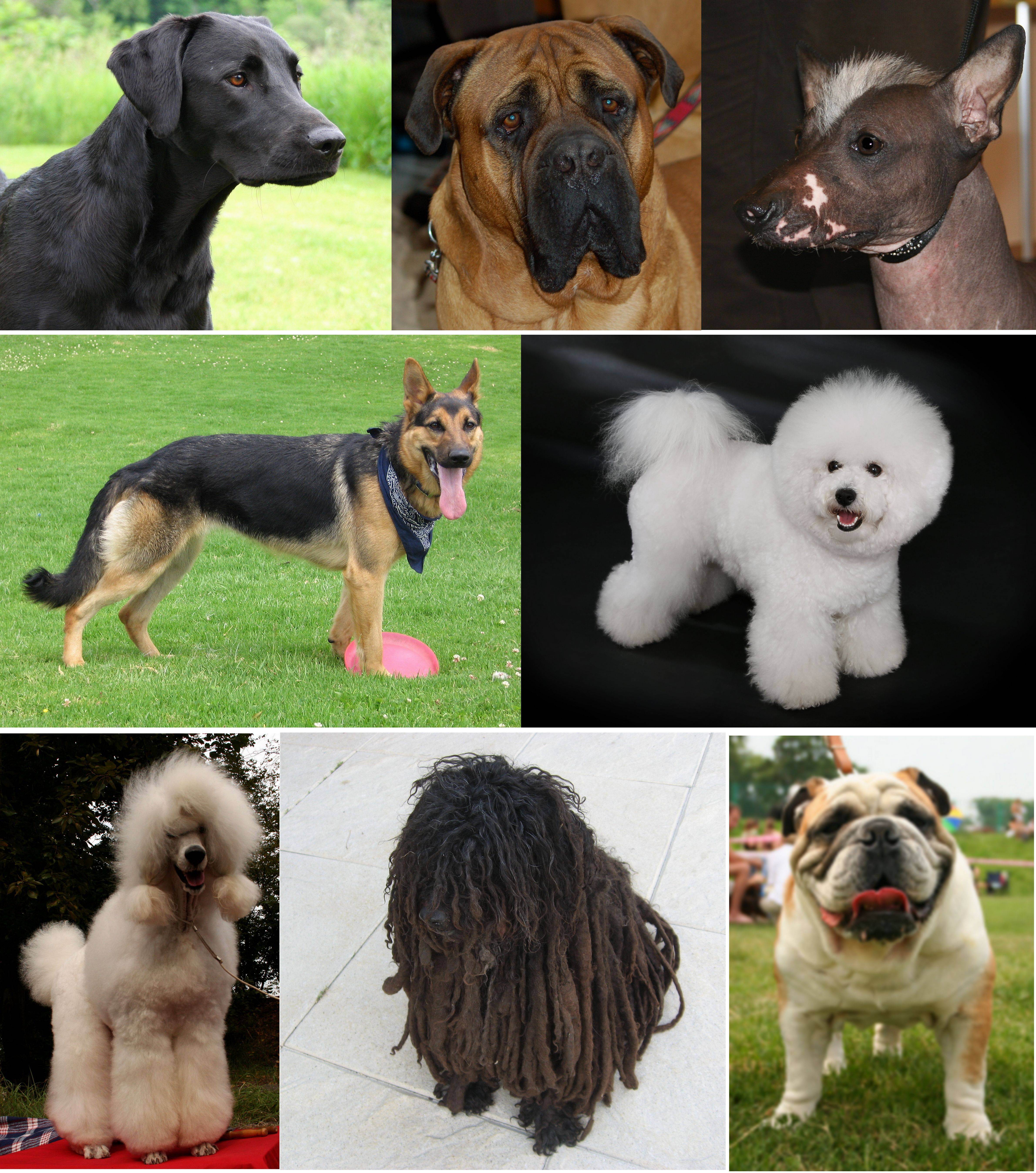 Названия и описание маленьких пород собак