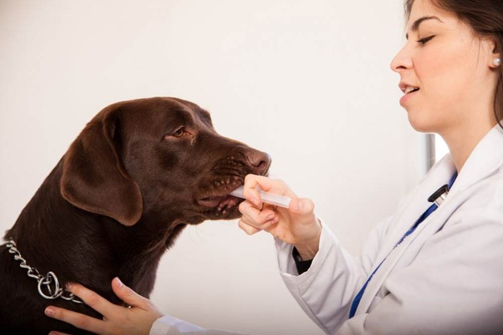 Как дать лекарство или таблетку щенку правильно? - petstory
