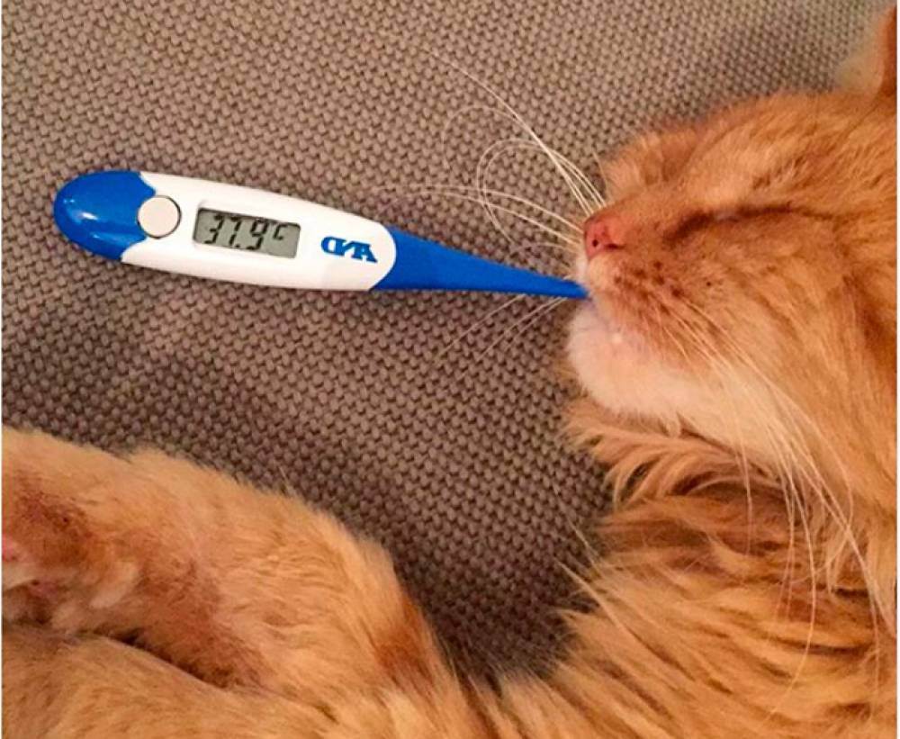Температура у кошек