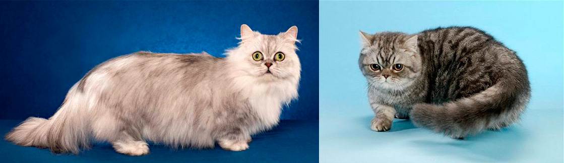 Порода кошек наполеон менуэт: описание с фото, цена котенка