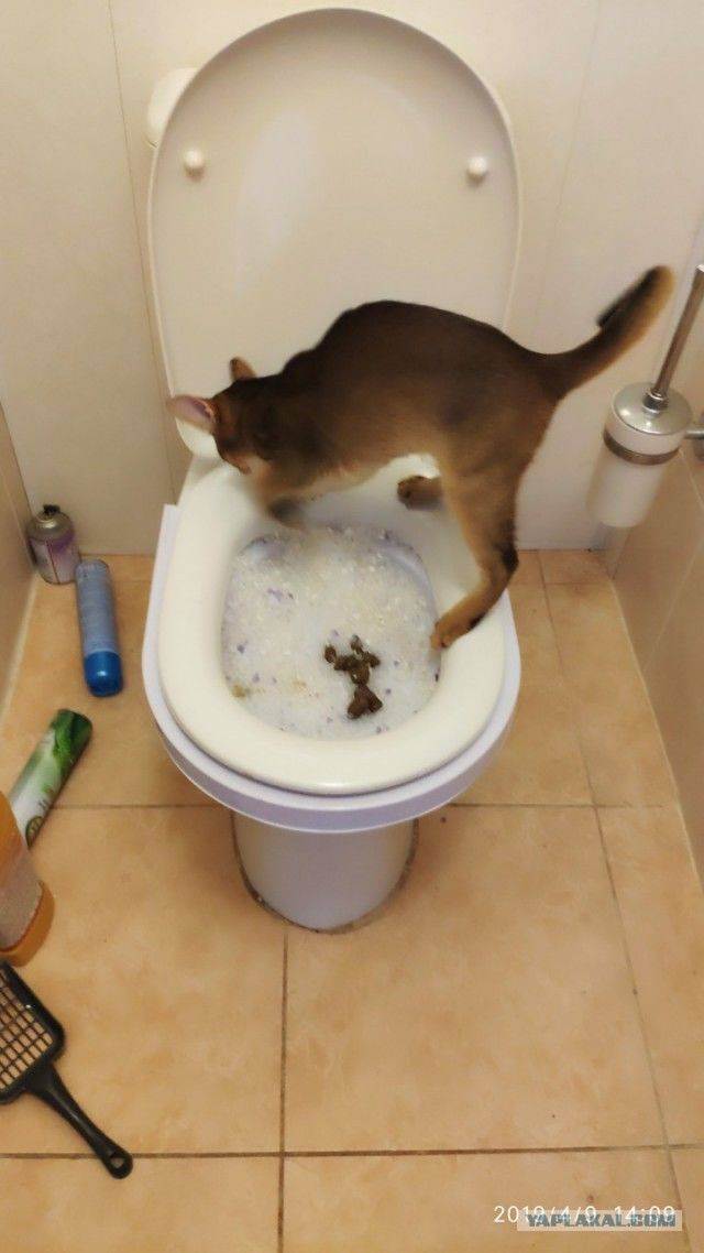 3 причины почему кошка часто ходит в туалет по большому - kotiko.ru