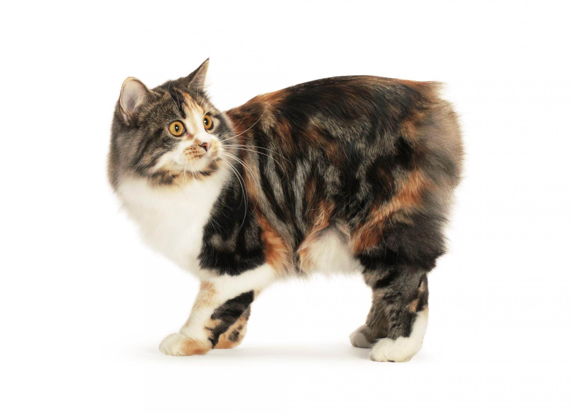 Мэнкс: описание породы кошек, фото и характер | кот и кошка
