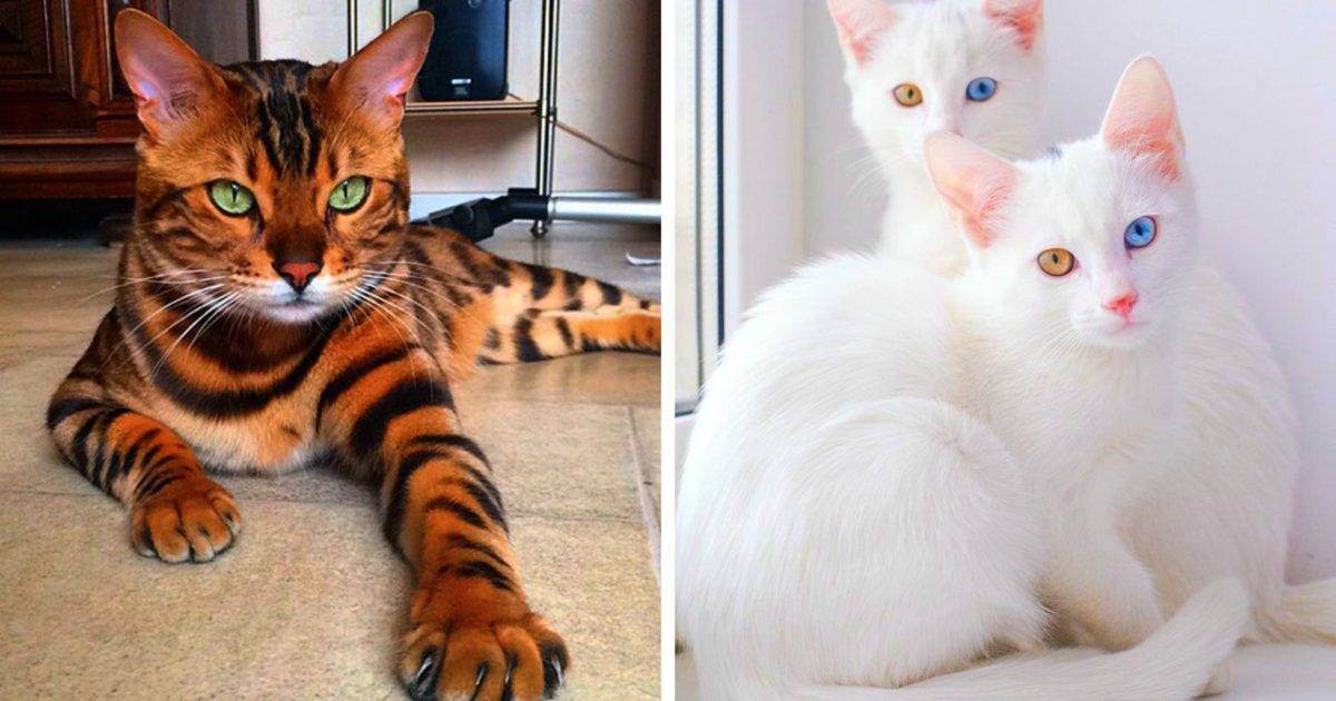 Самые милые породы кошек: 25 пород, которые вас поразят своей красотой - мир кошек