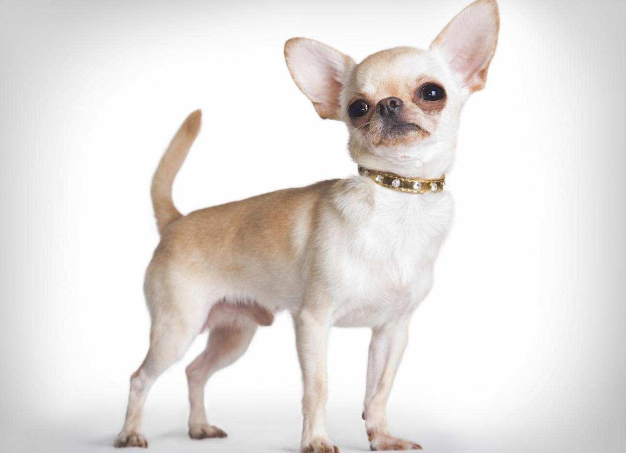 Маленькие породы собак — фото с названиями собачек