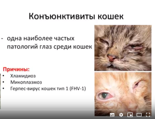 Микоплазмоз у кошек