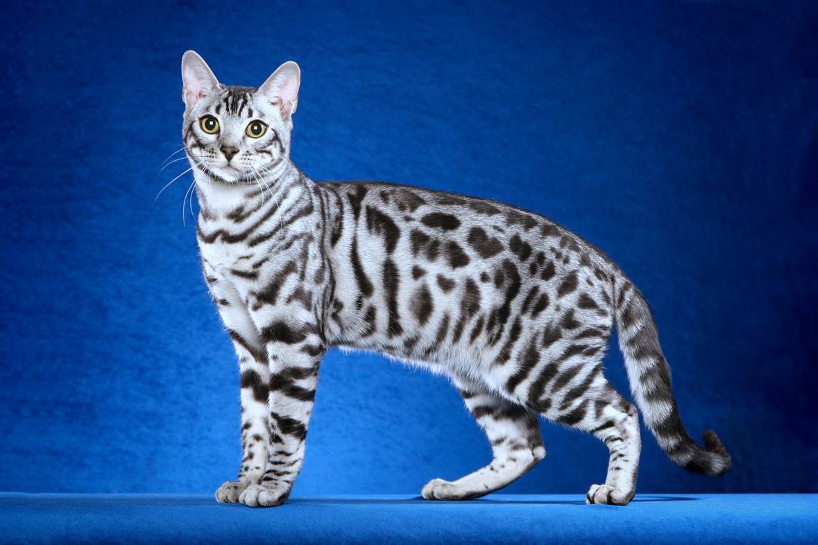 Пятнистые породы кошек: фото, описание, происхождение.
