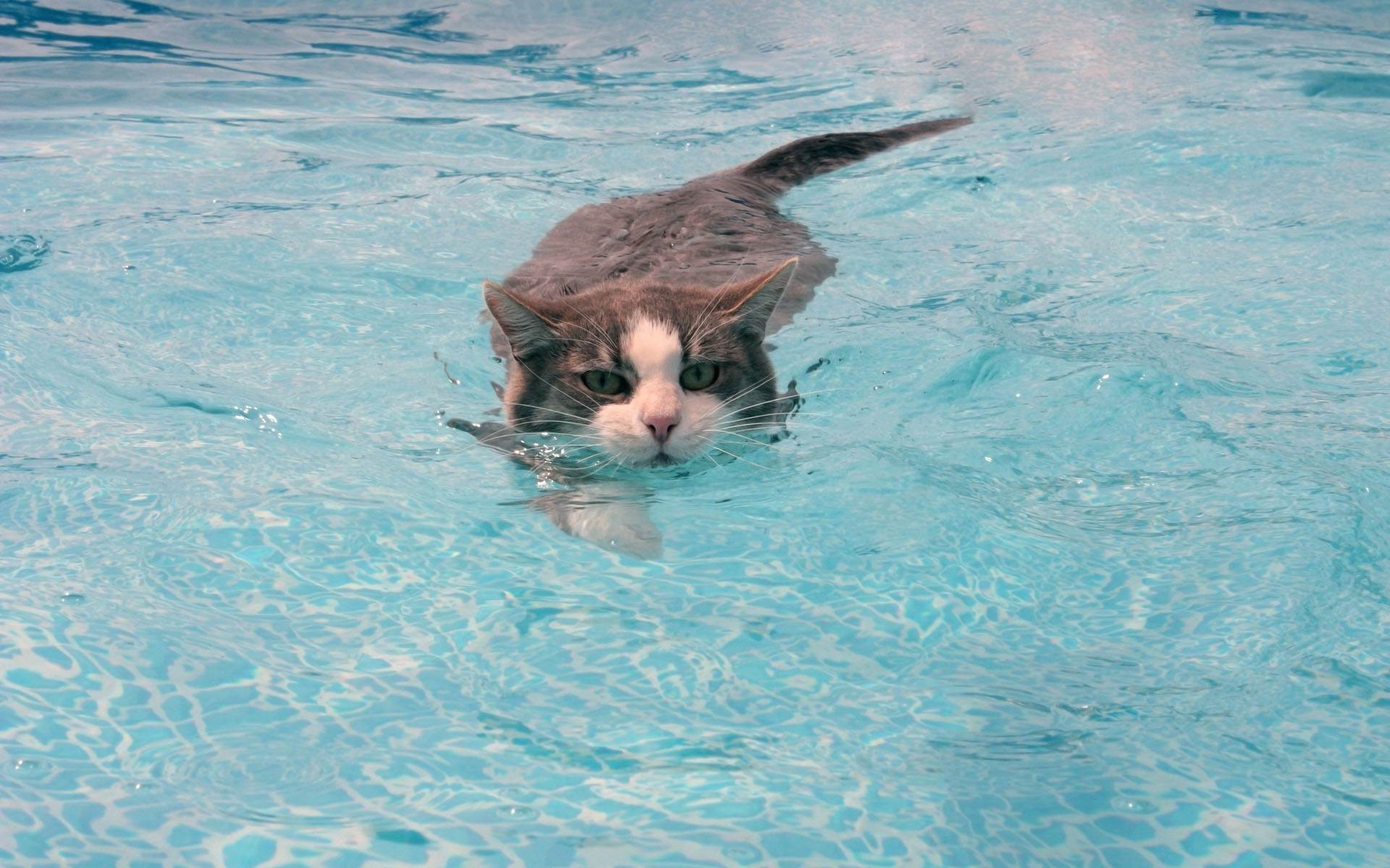 Умеют ли кошки плавать | плавают ли, какие породы могут