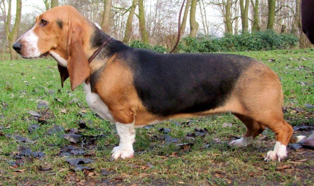 Артезиано-нормандский бассет: обзор породы, фото собаки
