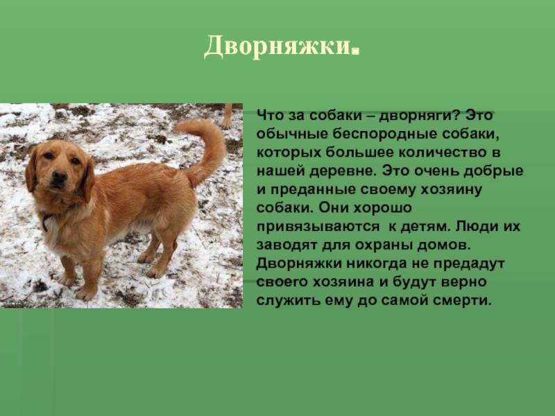 Русская собака дворняжка: описание и характеристики породы, достоинства дворняг