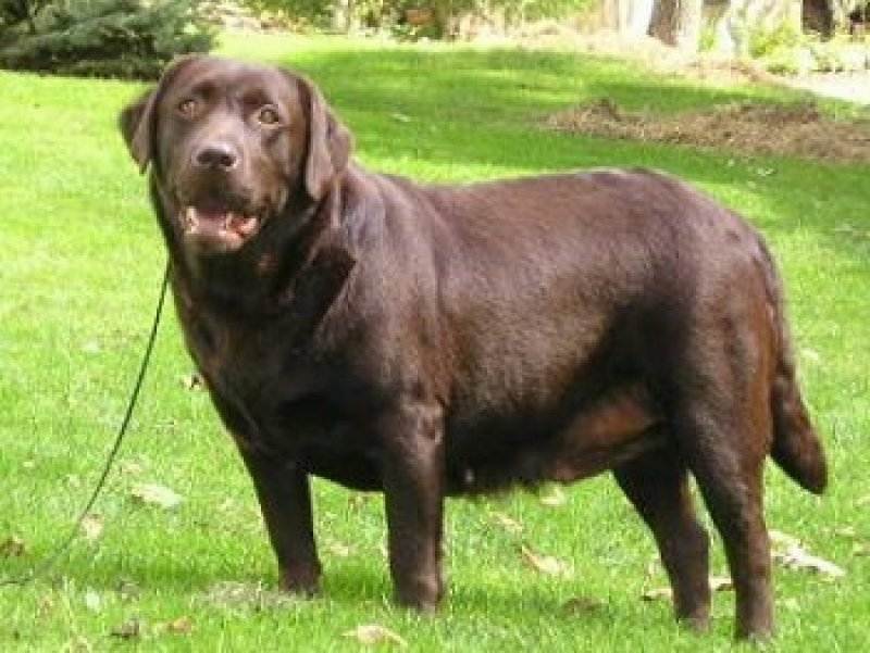 Породы собак, которые склонны к ожирению - gafki.ru
