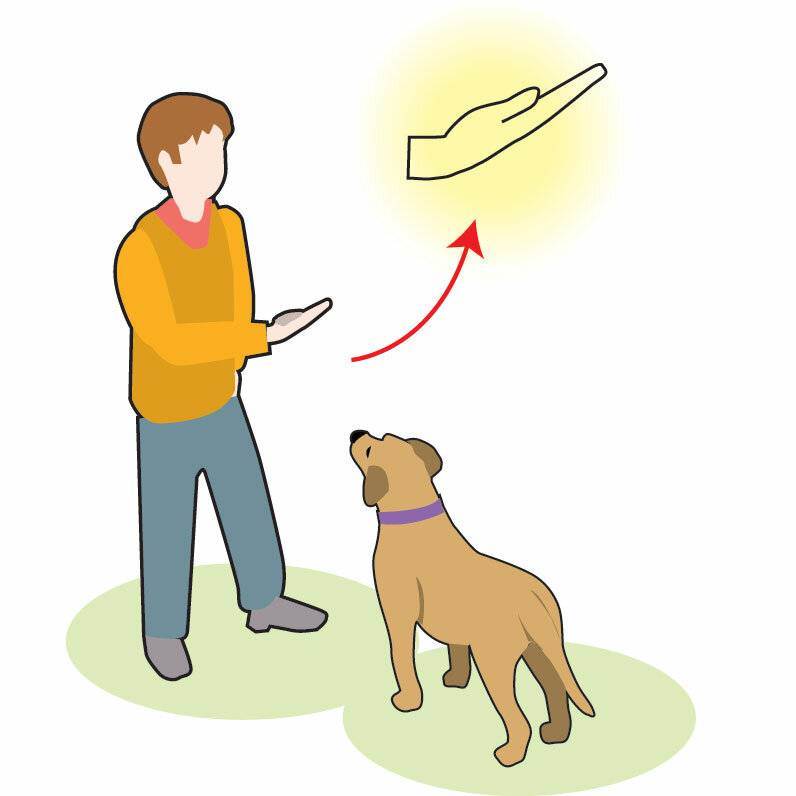 Как приучить собаку к наморднику: эффективные рекомендации для хозяев