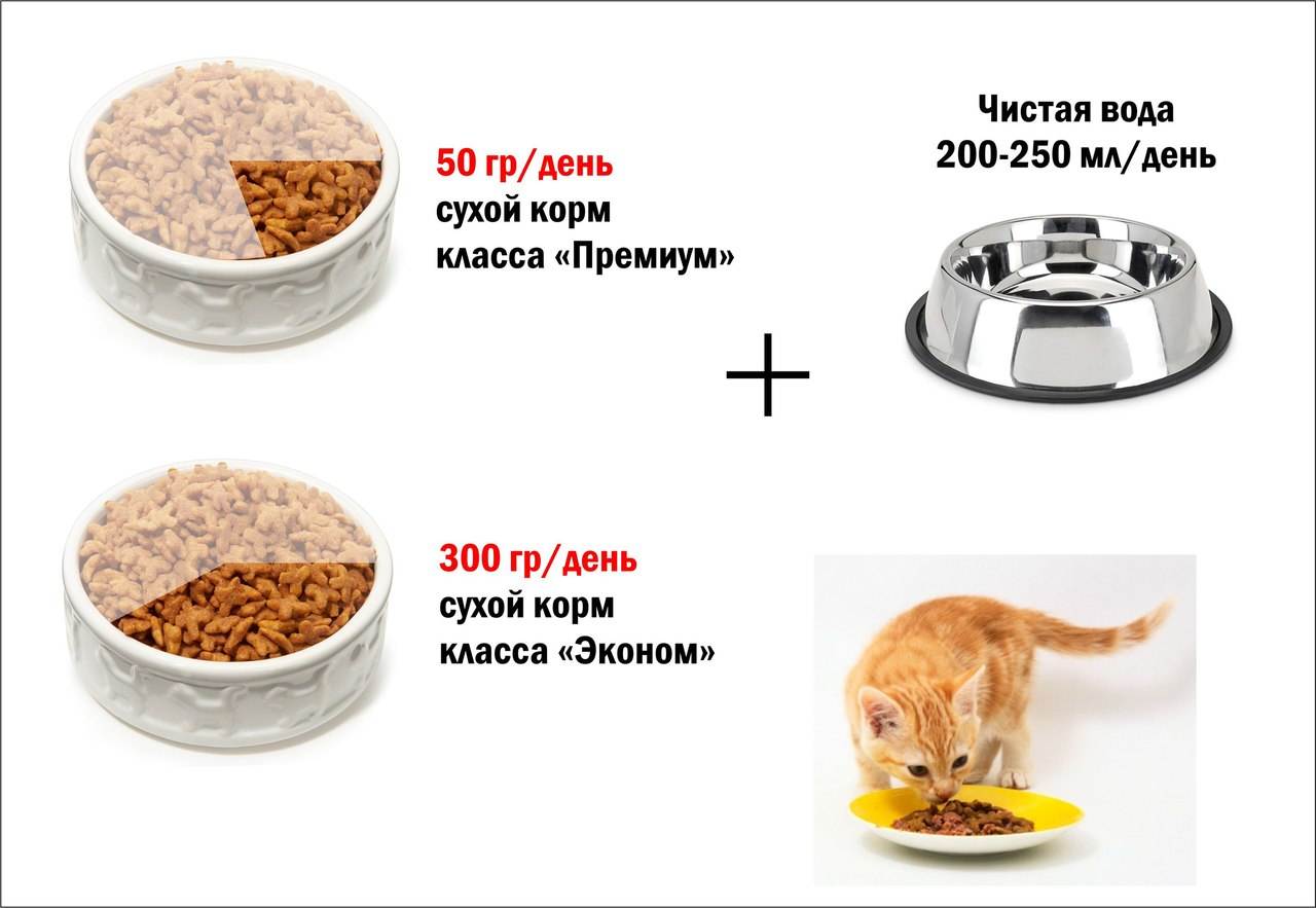 Как правильно перевести кошку на сухой корм с других видов питания