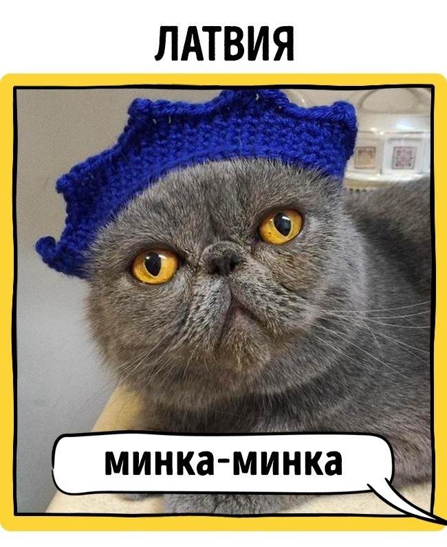 Красивые клички (имена) для кошек девочек