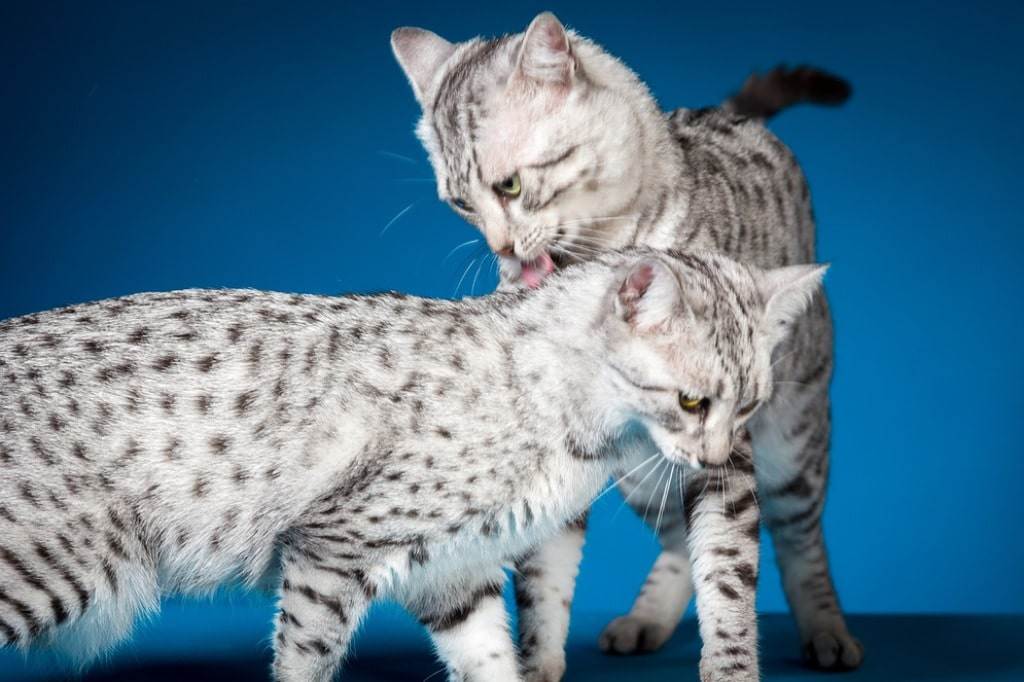 Египетская мау — кошка которая никого не оставит равнодушным! шикарный внешний вид и прекрасный характер, более подробно читайте в статье!