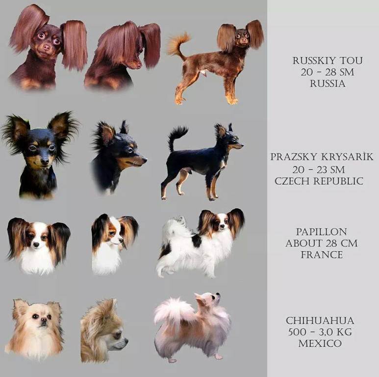 Какие существуют виды собак породы чихуахуа: описание всех окрасов