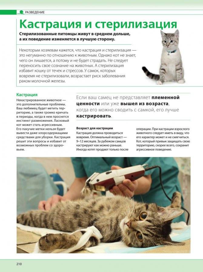 Кастрация кота. описание, особенности и цена процедуры кастрации кота | живность.ру