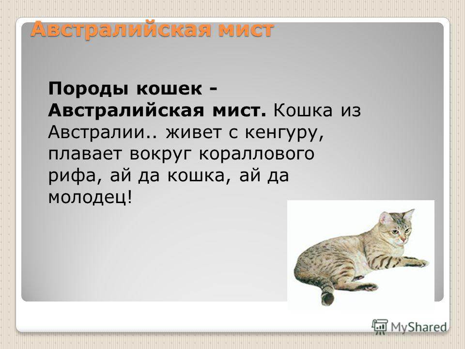 ᐉ австралийский мист - описание пород котов - ➡ motildazoo.ru