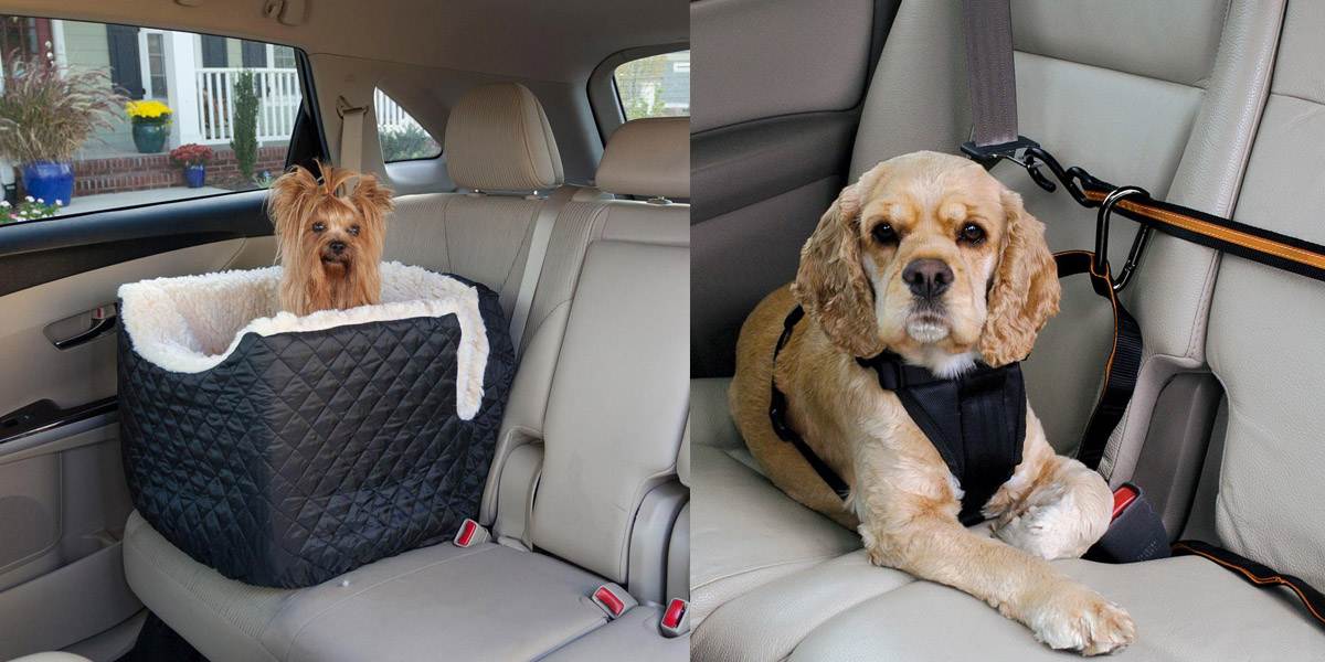 Перевозка собак в машине на дальние расстояния