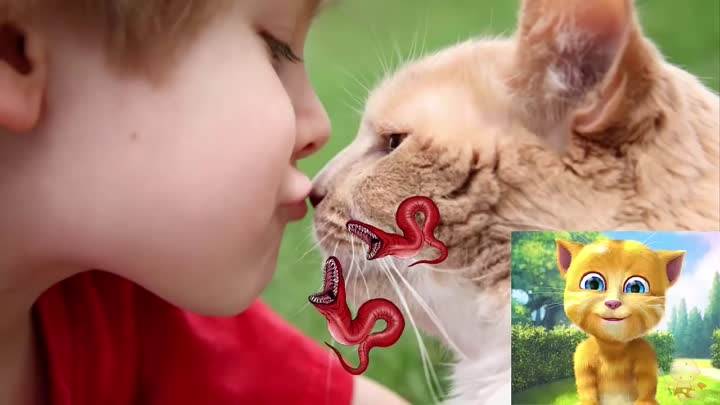 Можно ли целовать кошек в нос