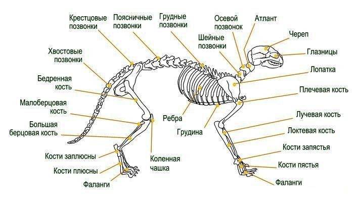Строение скелета кота, кошки и котенка: фото с названием и описанием костей