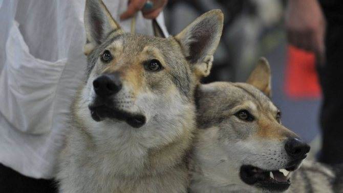 Чехословацкая волчья собака (фото): помесь волка и немецкой овчарки