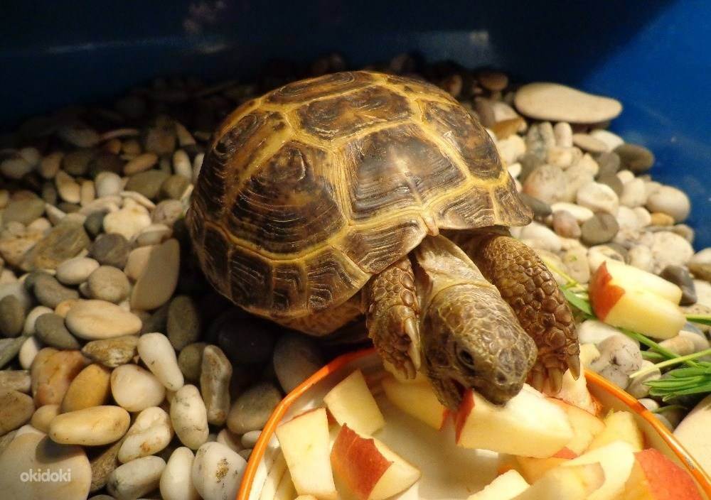 Сухопутная черепаха — как ухаживать в домашних условиях