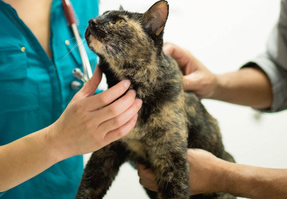 Хроническая почечная недостаточность у кошек: симптомы, диагностика, стадии, схемы лечения  | мир кота