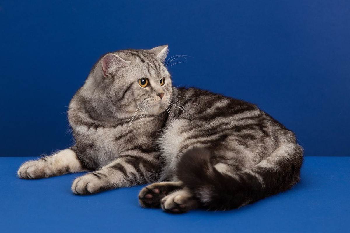 Шотландская прямоухая кошка (скоттиш страйт) – лучшие черты британца и скоттиш-фолда