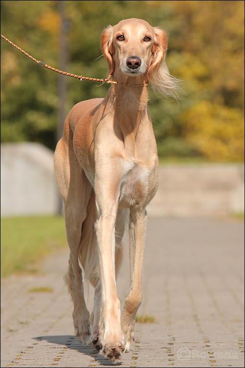 Салюки – порода собак: фото и описание персидской борзой, уход и содержание, советы по выбору щенка