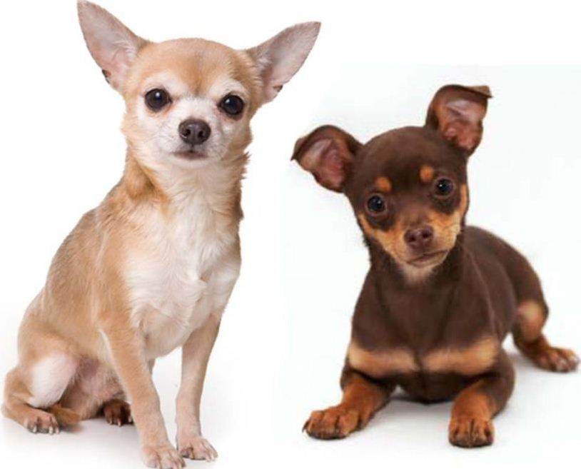 Чихуахуа: описание породы собак, сколько лет живут, чем кормить
чихуахуа: описание породы собак, сколько лет живут, чем кормить