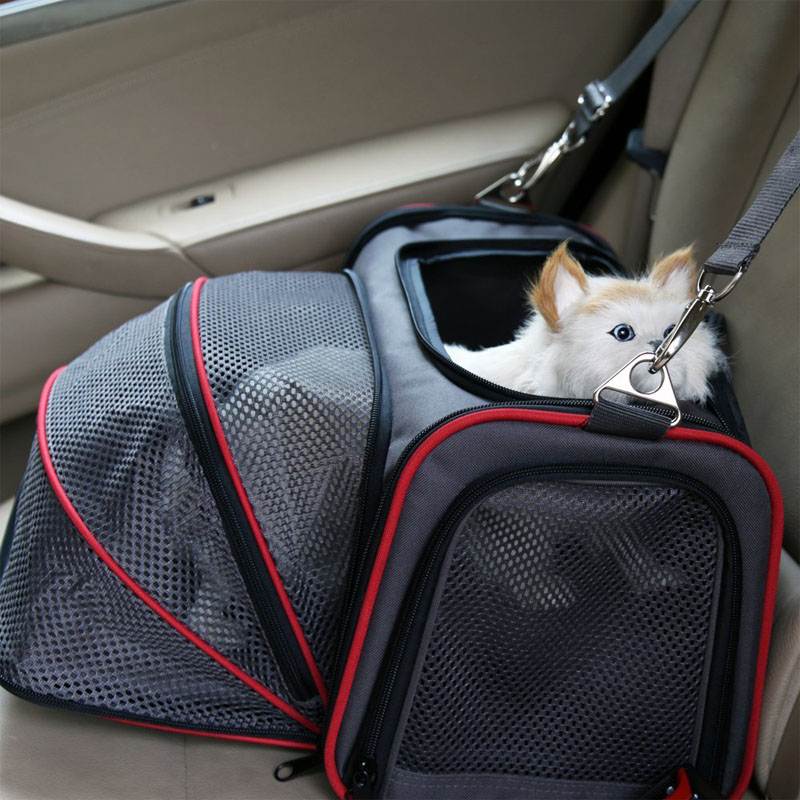 Кот не переносит дорогу что делать. поездка с кошкой в автомобиле: основные правила. необходимые предметы в дороге