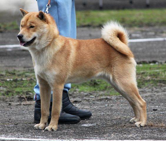 Описание и краткая характеристика популярных собак японских пород