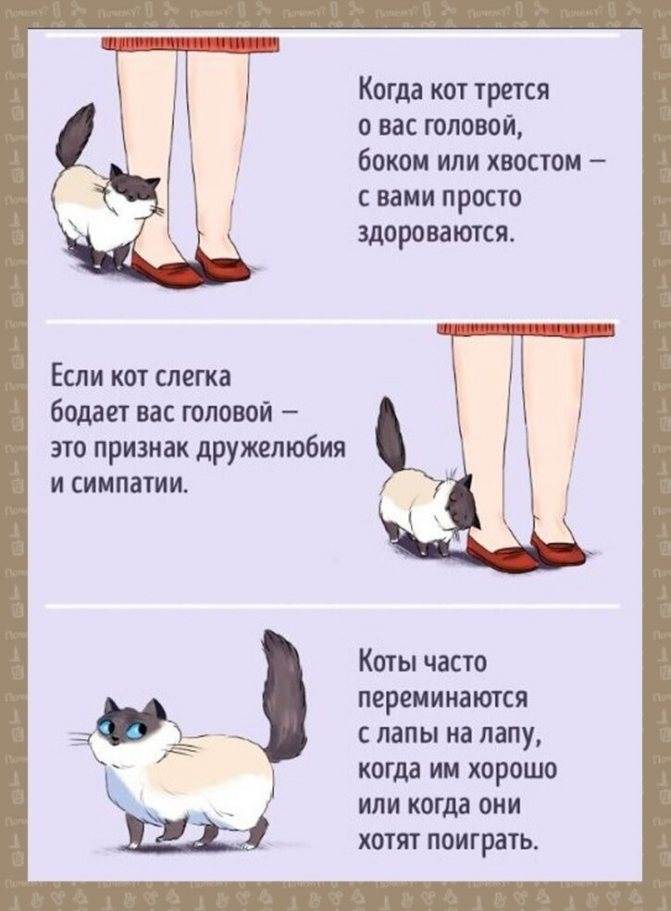 Как мяукают кошки в разных странах